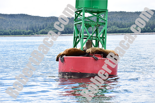 Alaskan Sea Lions