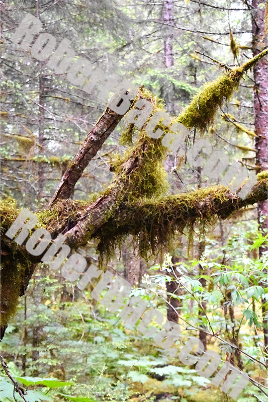 Alaskan Rainforest Branches
