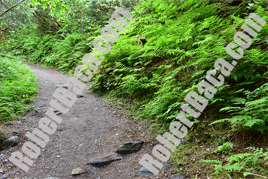 Alaskan Rainforest Vanishing Path