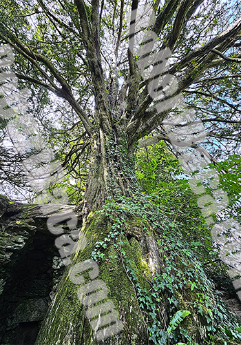 Majestic Tree Blarney Grounds