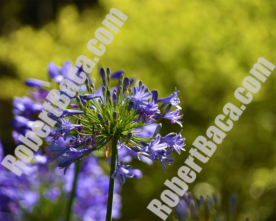 Purple African Lilly - Pompeii, Italy