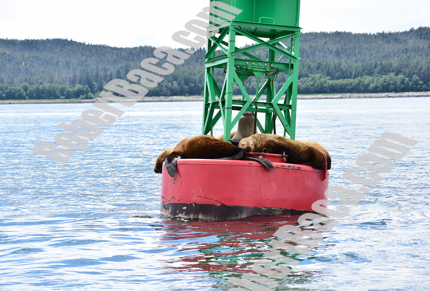 Sea Lions Close Up - Alaska