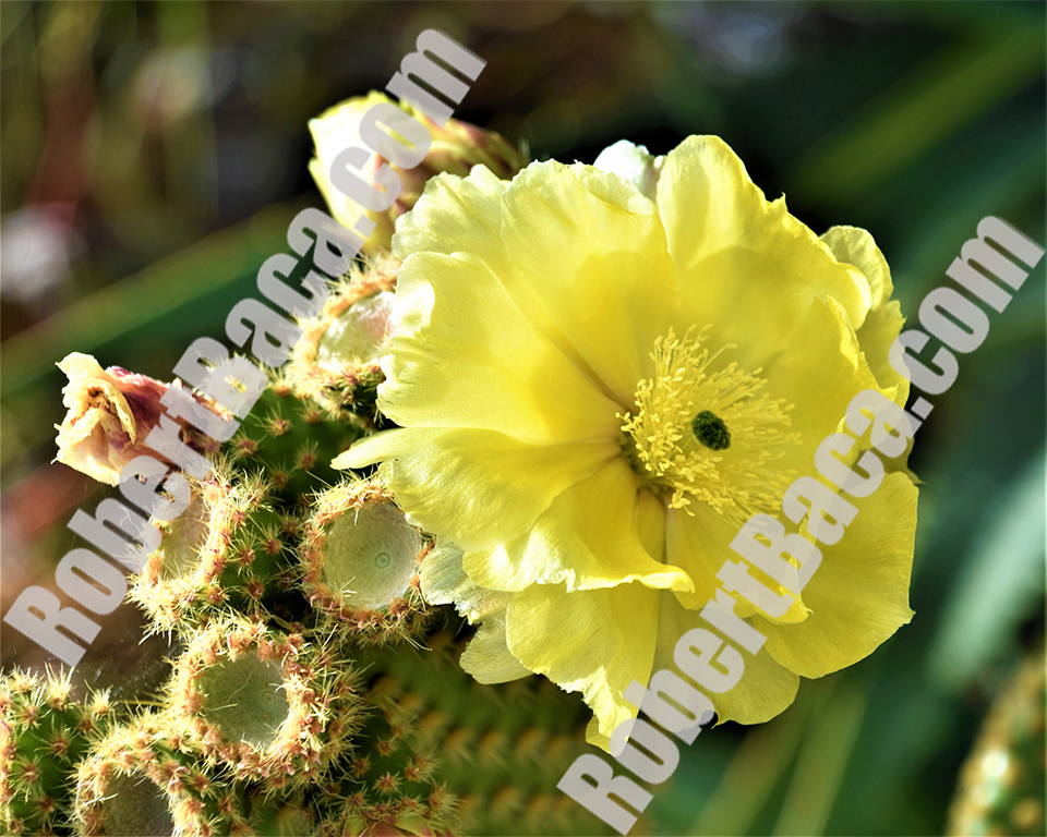 Yellow Cactus - Pompeii, Italy