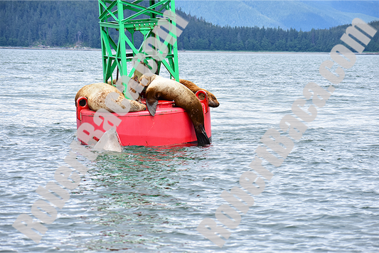 Alaskan Sea Lions Up Close