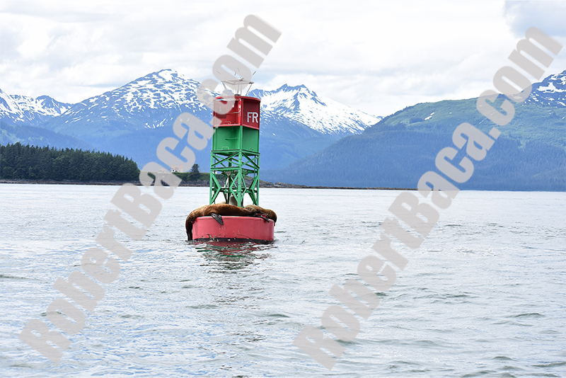 Alaskan Sea Lions and Mountains