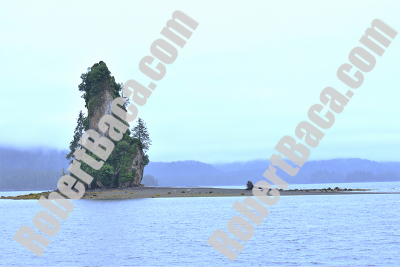 Sea Stack and Fallen Tree