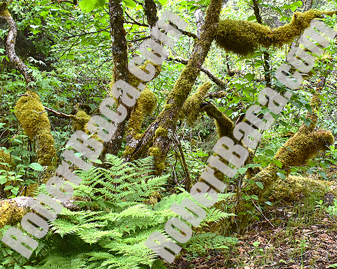 Alaskan Sitka Spruce