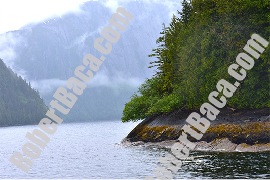 Alaskan Mist and Trees