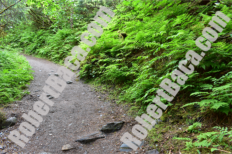 Alaskan Rainforest Vanishing Path