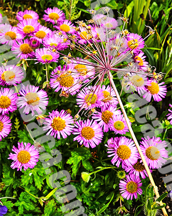 Pink Flowers Invergordon, Scotland