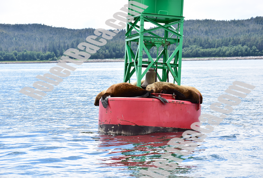 Sea Lions Close Up - Alaska